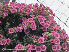 -上海辰山植物园