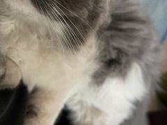 -宠爱国际动物医院· 猫科· 外科·中兽医(长白店)