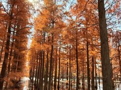 -池杉湖湿地公园