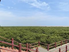 -北海金海湾红树林生态旅游区