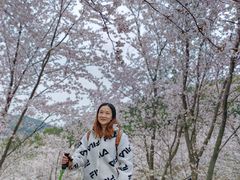 -香雪海