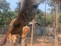 -清迈夜间动物园