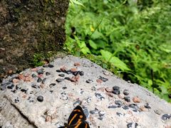 -西岭雪山大飞水景区
