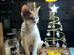 -后院儿·精酿·塔罗Happy Bar