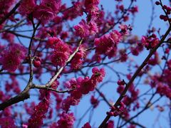 -梅花山(明孝陵内)