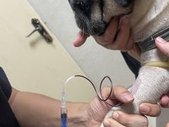 -关爱动物医院·心脏·中兽医·异宠(金牛路分院)