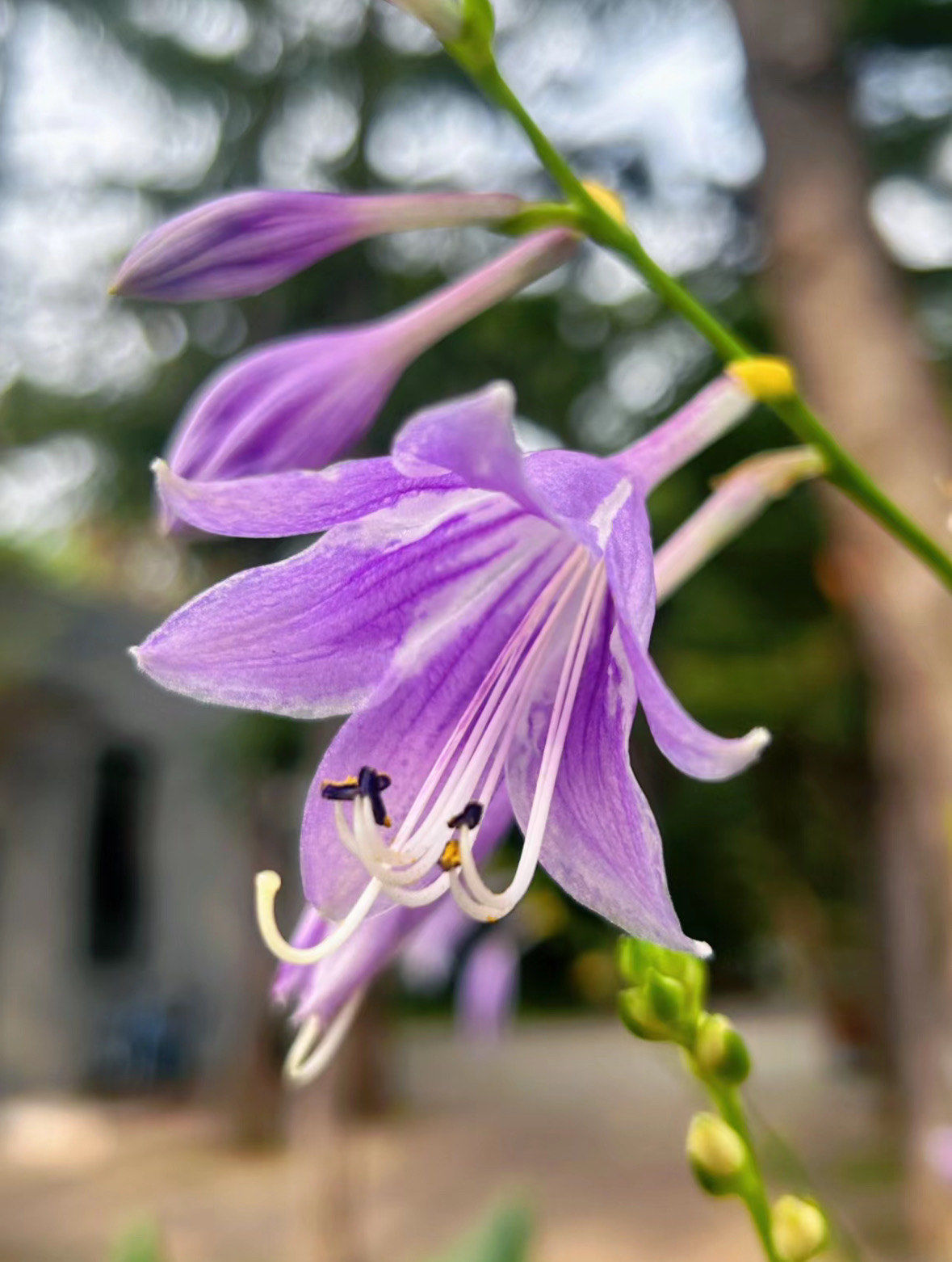紫色玉簪花