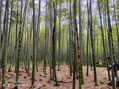 -大奇山国家森林公园