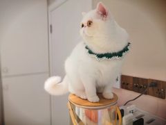 -More Fun猫咖 二十只万元加菲主题