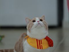 -Bastet sally猫舍购宠(静安店)