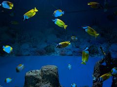 -海合安成都极地海洋公园