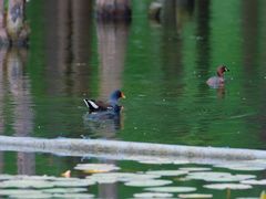 -白鹭湾湿地公园