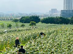 -光明小镇欢乐田园