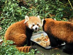 -都江堰中华大熊猫苑