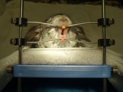 -菲尔斯特宠物医院