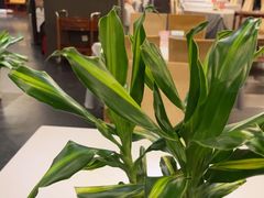 -峨嵋酒家(牡丹园店)