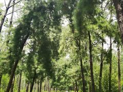 -合肥滨湖国家森林公园