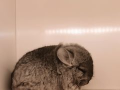 -龙猫仔乐园(惠福东路店)