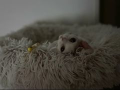 -山宅一喵德文卷毛猫舍