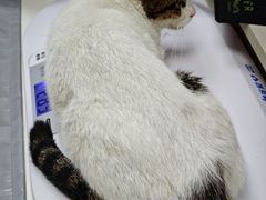 -宠物星动物医院·眼科·异宠·猫科(江南大道总院)