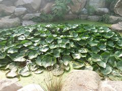 -泰山风景名胜区-虎山公园