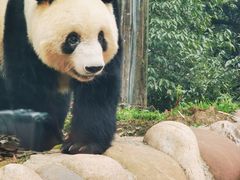 -中国大熊猫保护研究中心雅安碧峰峡基地