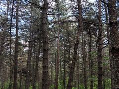 -帽儿山国家森林公园