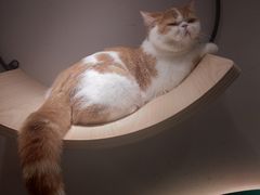 -飞行喵MR PILOT|猫舍·猫咖(静安大融城店)