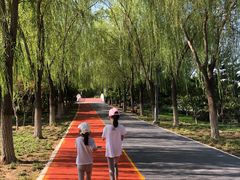 -大兴滨河森林公园