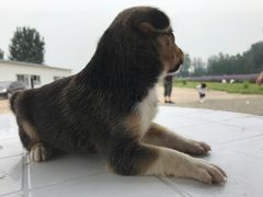 -北京东方普罗旺斯薰衣草庄园