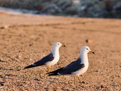 -石槽海滨浴场