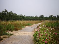 -西青郊野公园
