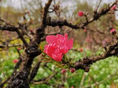 -南汇桃花村