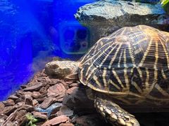 -上海海洋水族馆