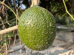 -广西壮族自治区药用植物园