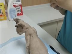 -宠济安动物医院 内科.猫科.外科