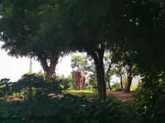 -深圳野生动物园