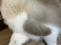 -钦宠·猫咪售卖·洗护·寄养(东圃旗舰店)
