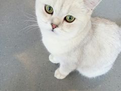-飞行喵MR PILOT|猫舍·猫咖(静安大融城店)