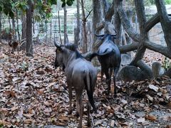 -清迈夜间动物园