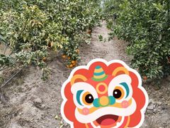 -菊园百果园