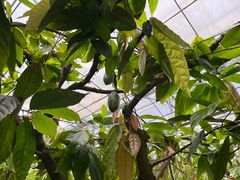 -歌斐颂巧克力小镇