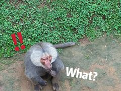 -西霞口神雕山野生动物世界