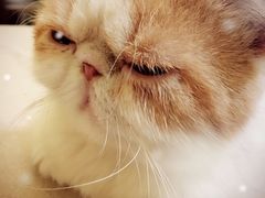 -猫色咖啡·猫咖