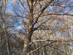 iphone_upload_pic-乌兰布统景区-白桦林