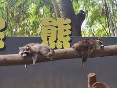-深圳野生动物园
