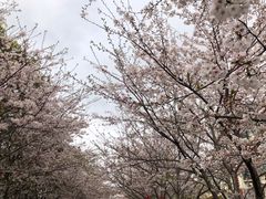 -高东镇樱花园