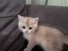 -瑞派动物医院·猫专科·至诚(江南中分院)