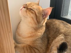 -猫腻·猫咖·撸猫馆(星光大道店)