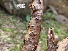 -火炉山森林公园